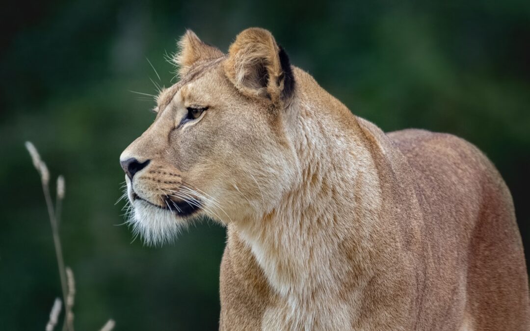 Come scegliere il safari giusto per te: consigli e criteri da considerare