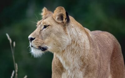 Come scegliere il safari giusto per te: consigli e criteri da considerare