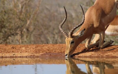 Come risparmiare su un safari: trucchi e offerte per viaggiare low cost