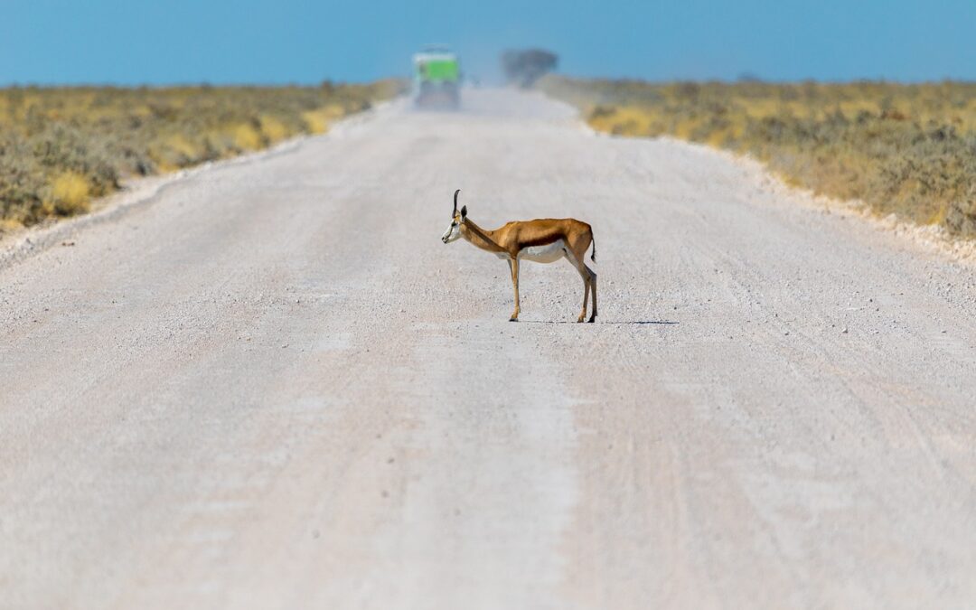 Safari in sicurezza: come comportarsi in caso di emergenza