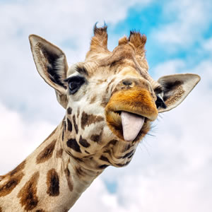 NgoroNgoro