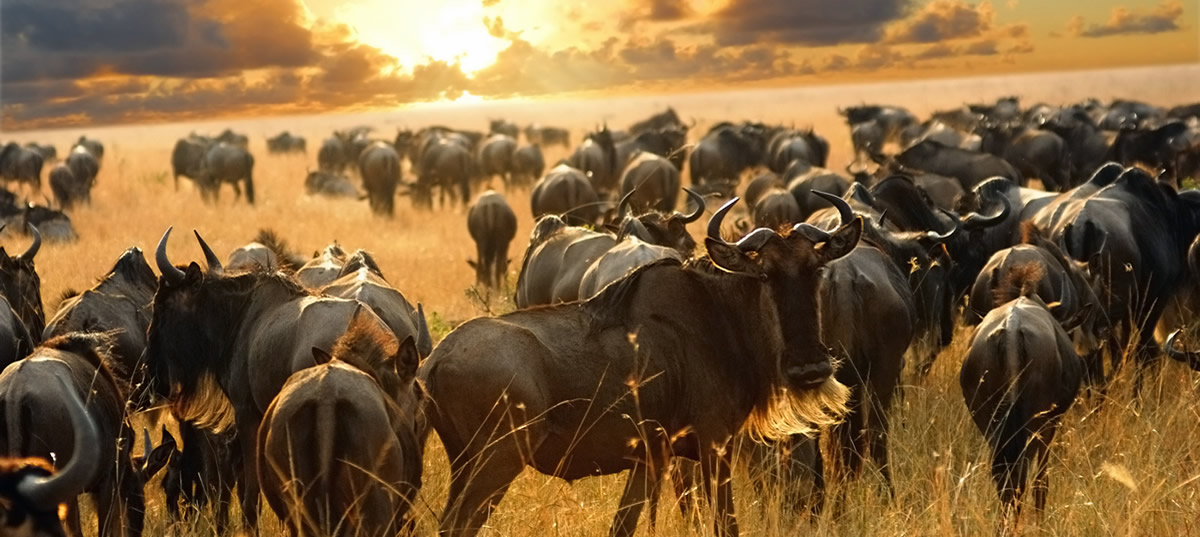 grande-migrazione-tanzania Paesaggio Tanzania