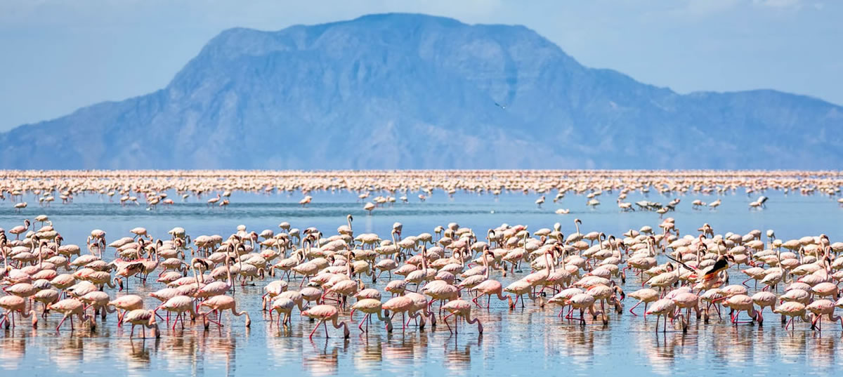 lago-natron Fenicotteri sul Lago Natron