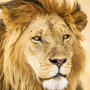 Serengeti