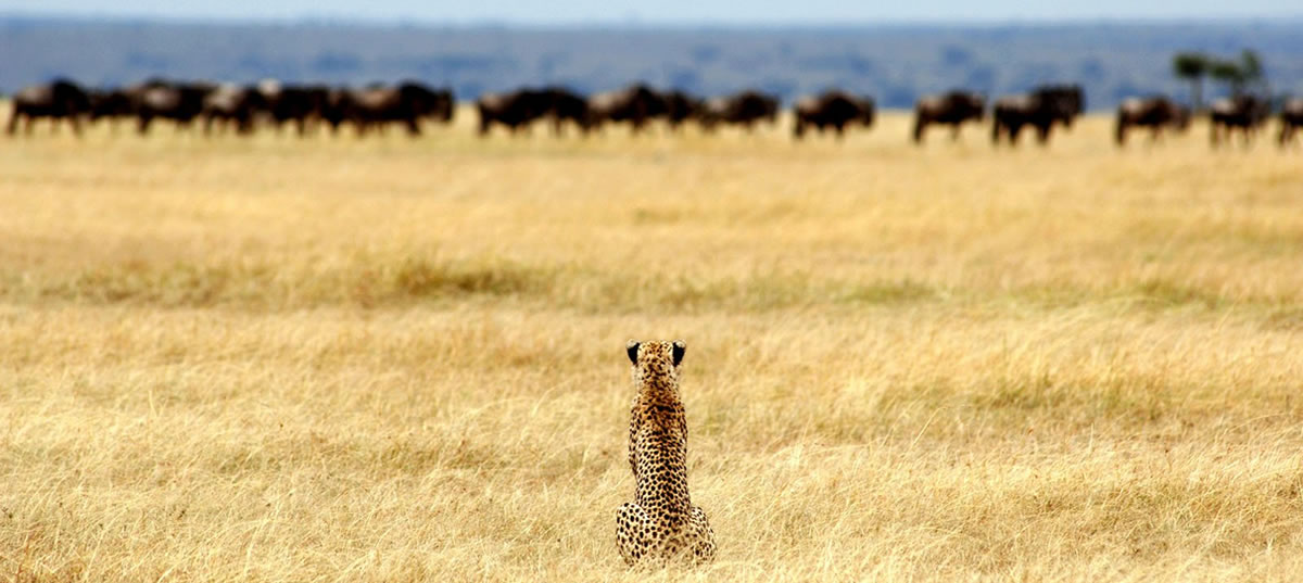 parco-nazionale-del-tarangire Tour operator Tanzania