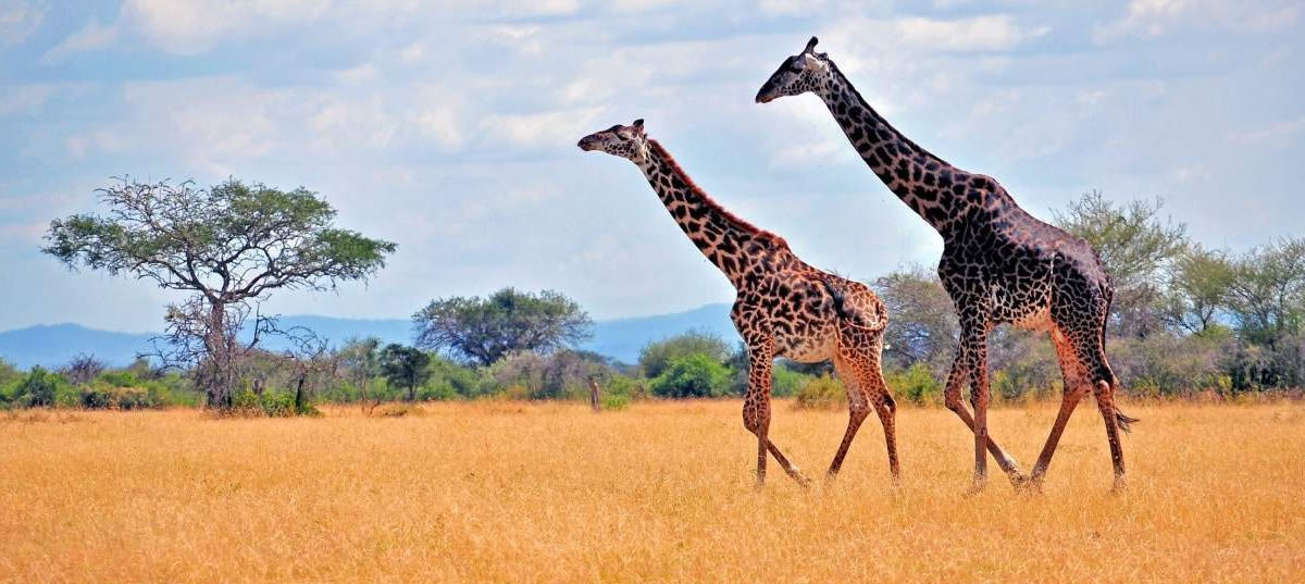 parco-nazionale-di-arusha Tour operator Tanzania