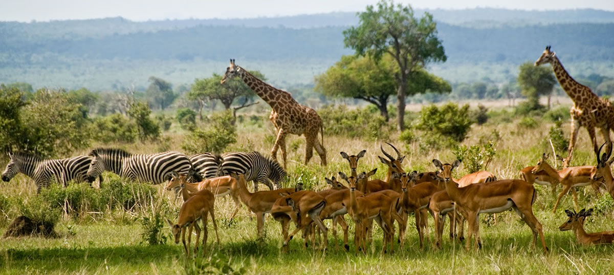selous-game-reserve Grandi mammiferi al pascolo