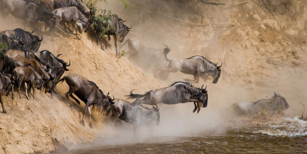 Safari fotografico classico