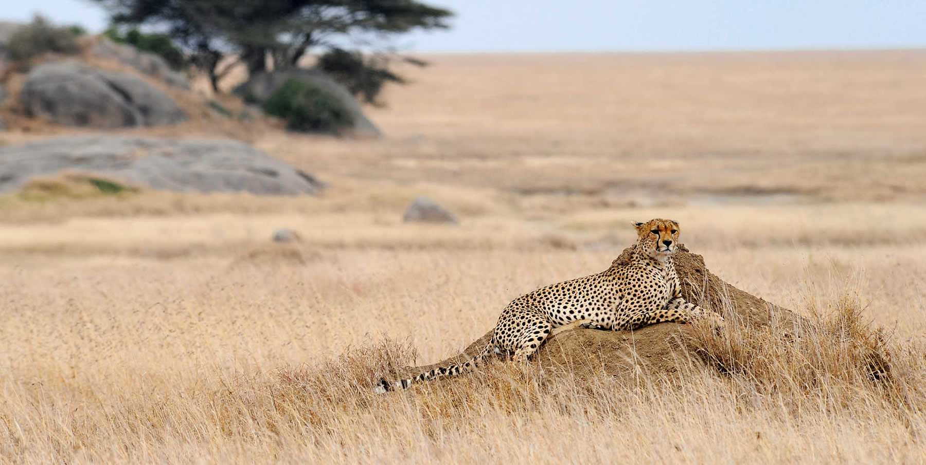 5 Safari in mongolfiera