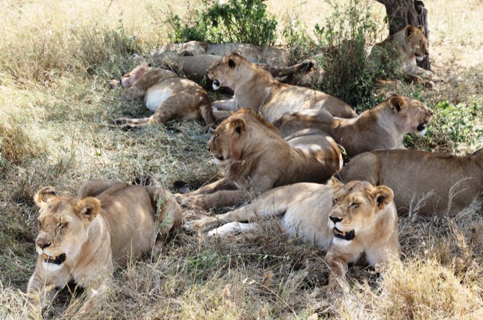 Safari fotografico classico