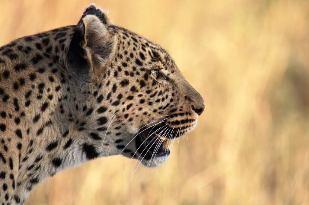 Safari fotografico classico