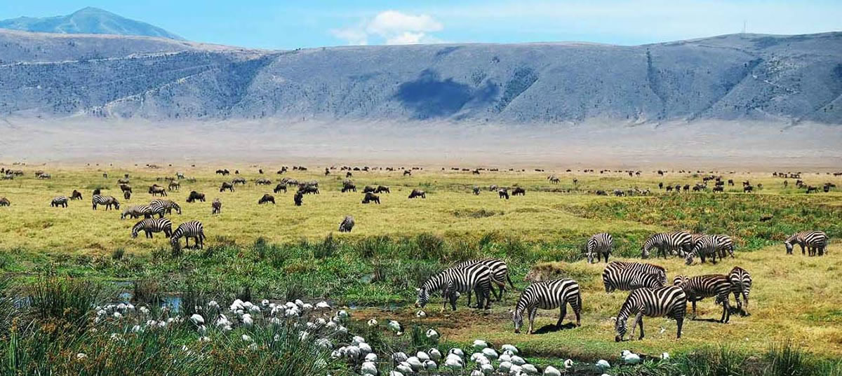 area-di-conservazione-ngorongoro Cratere di Ngorongoro