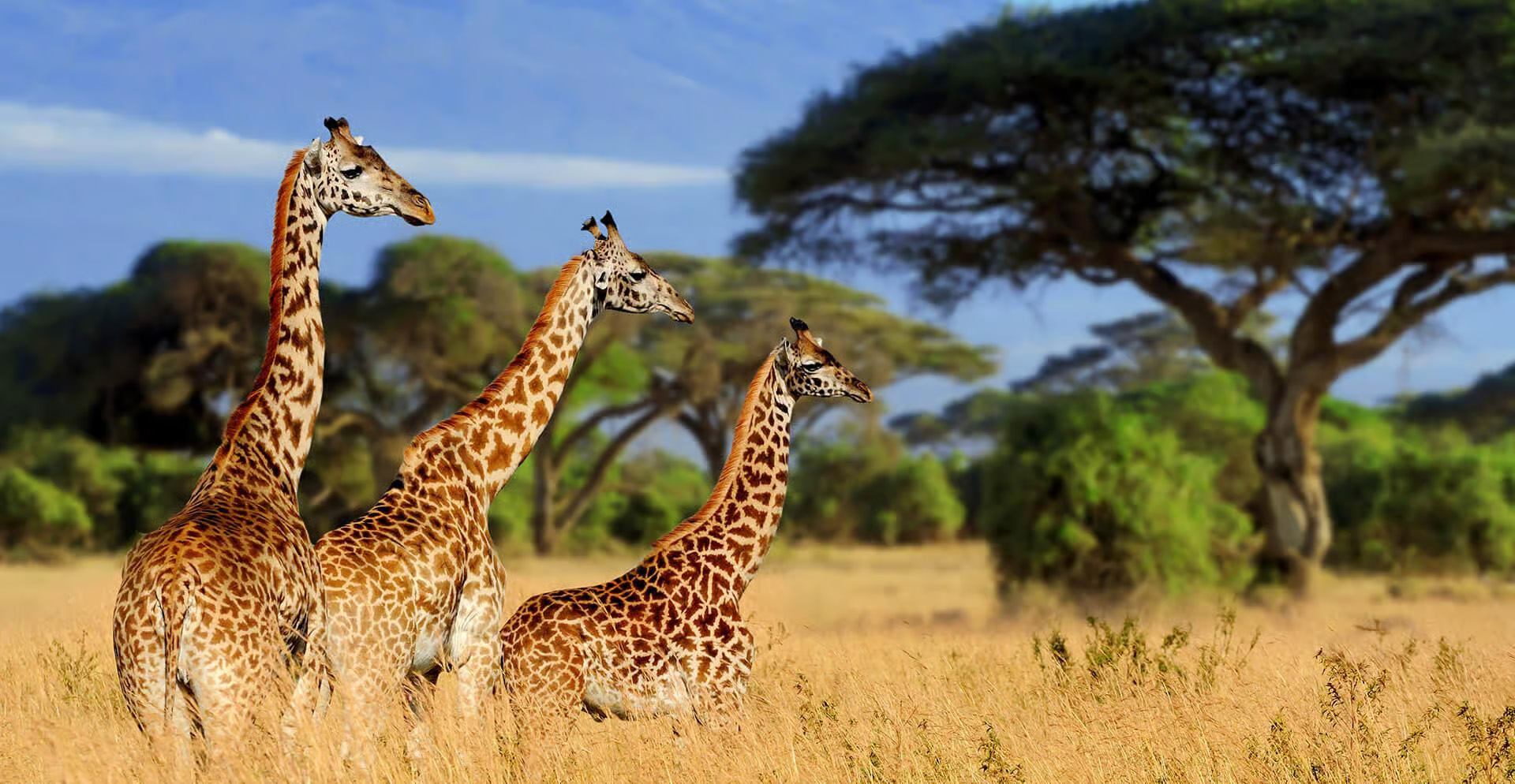 giraffe-arusha Giraffe al Parco Nazionale di Arusha