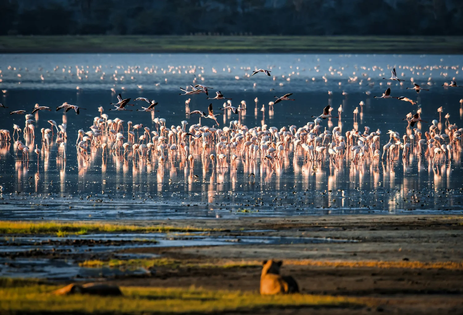 lago-manyara Lago Manyara