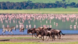 Safari nel Parco Nazionale del Lago Manyara