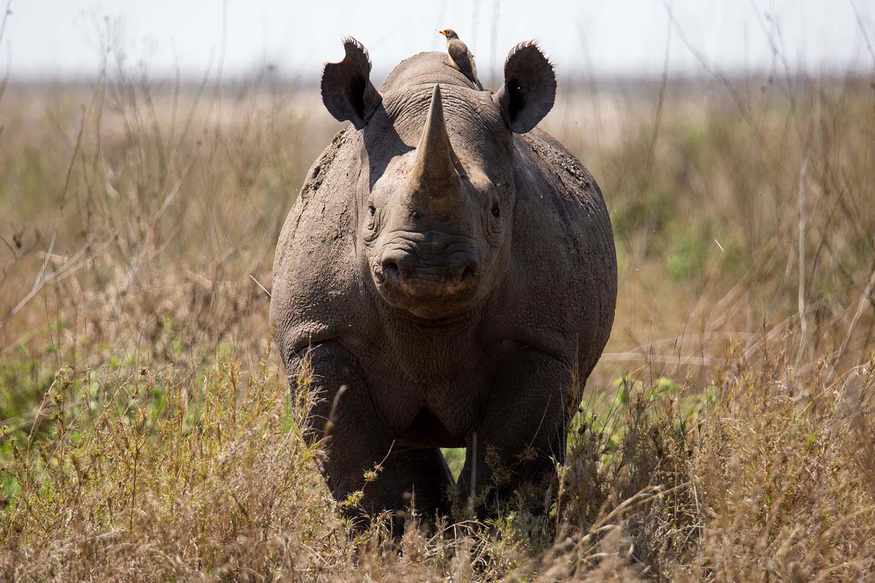 rinoceronte-nero-serengeti Rinoceronte nero nel Serengeti