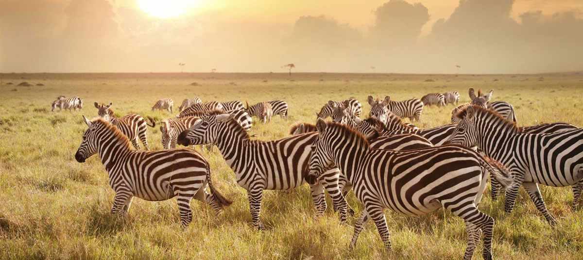 safari-arusha-natron Grande Migrazione