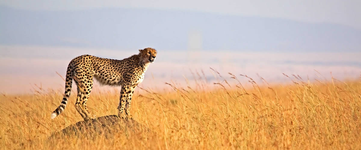 Viaggio in Tanzania