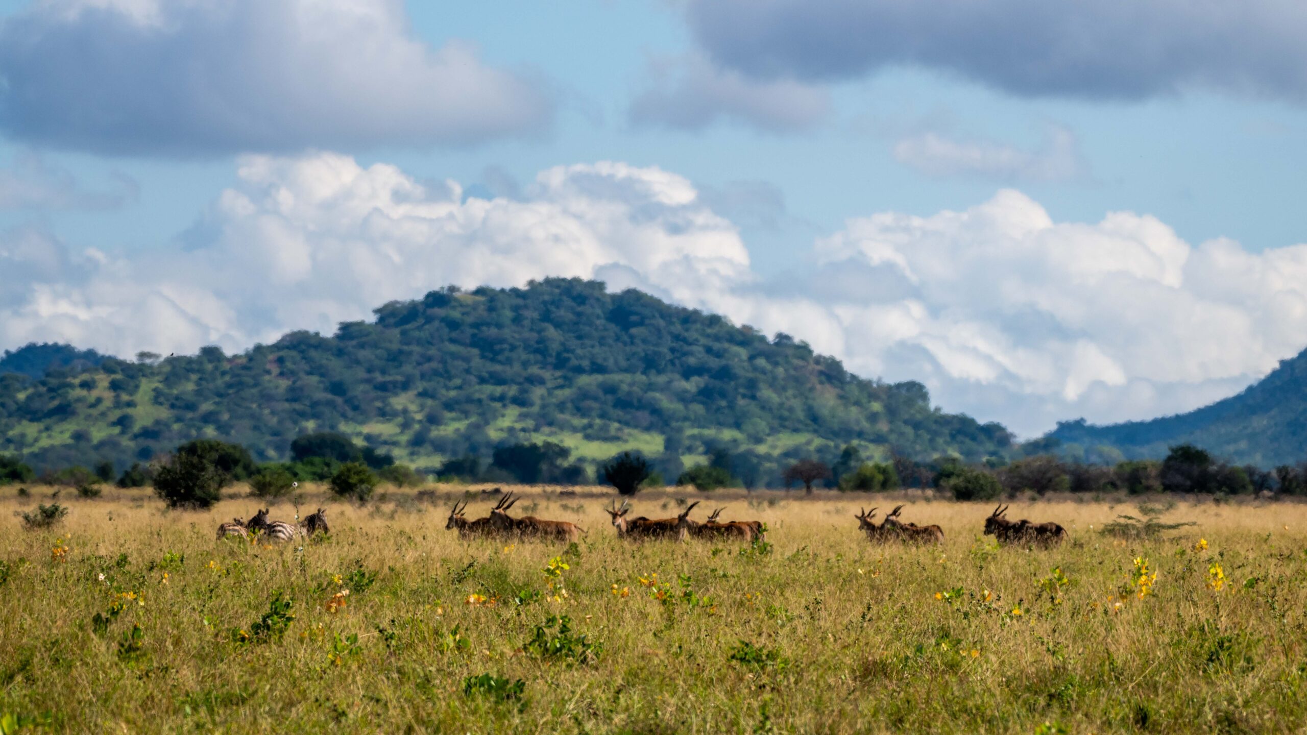Guida safari Tanzania
