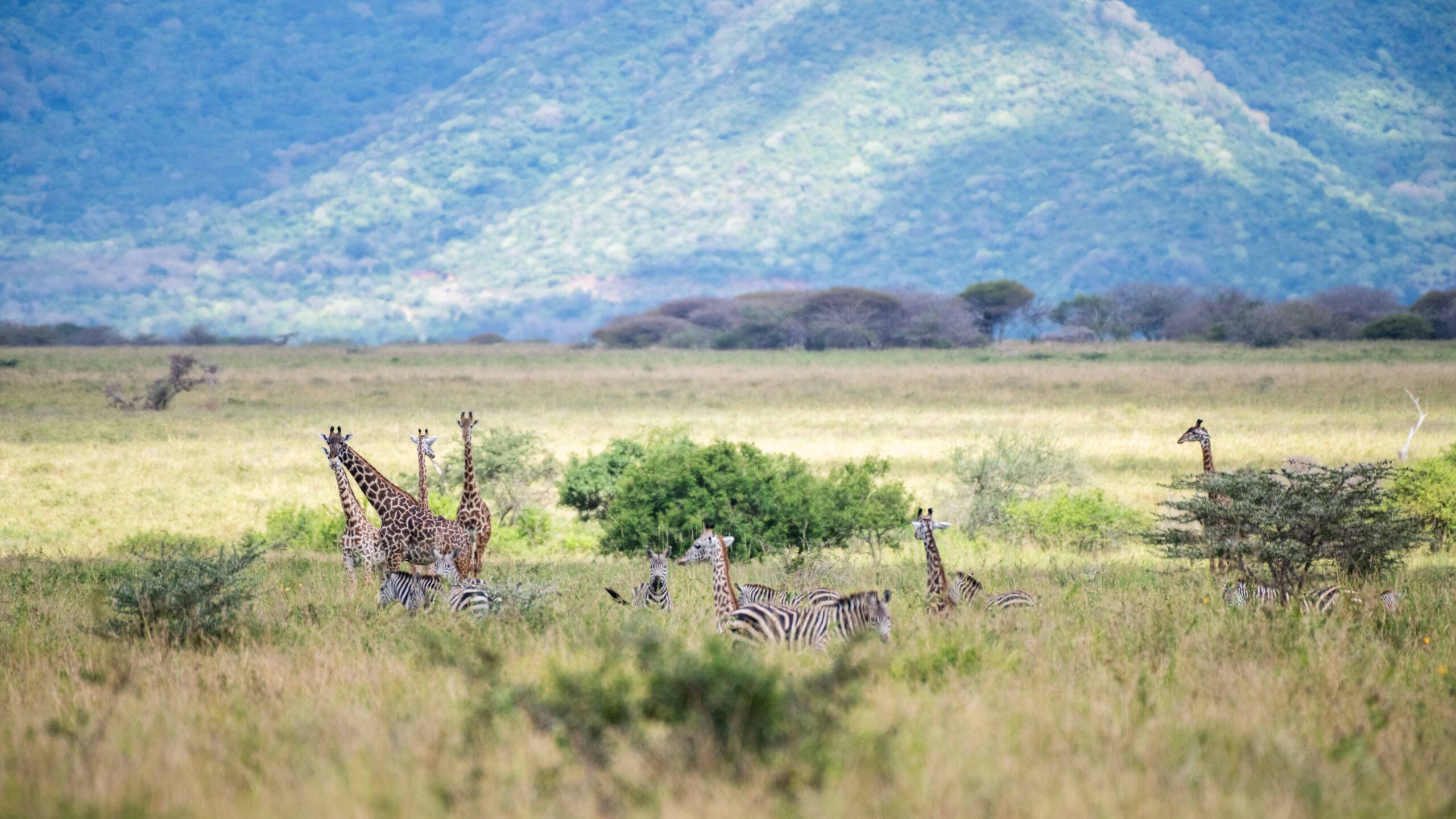 trasferimento tra parchi safari