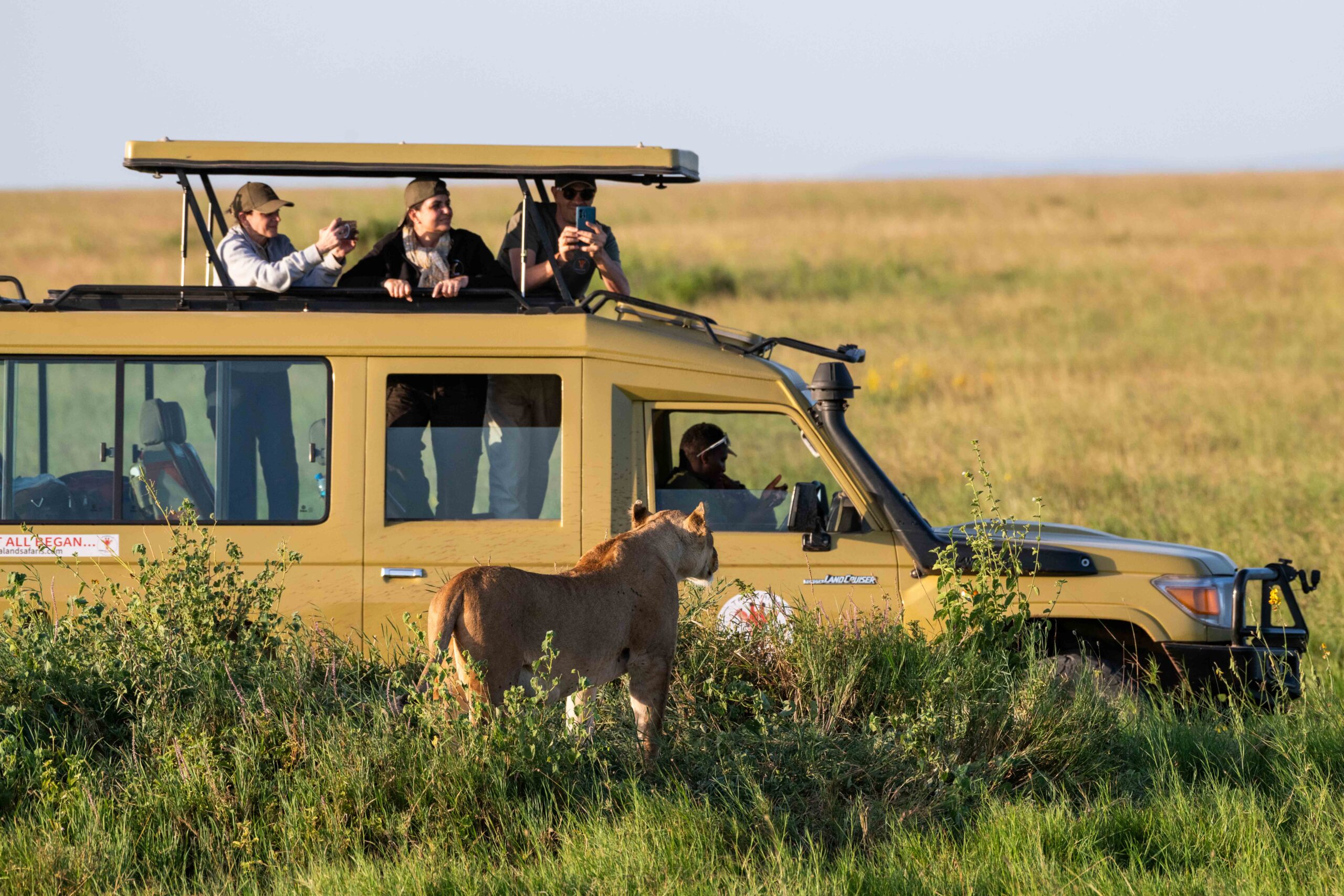 Mandrie nel Serengeti alle ore più favorevoli per il safari