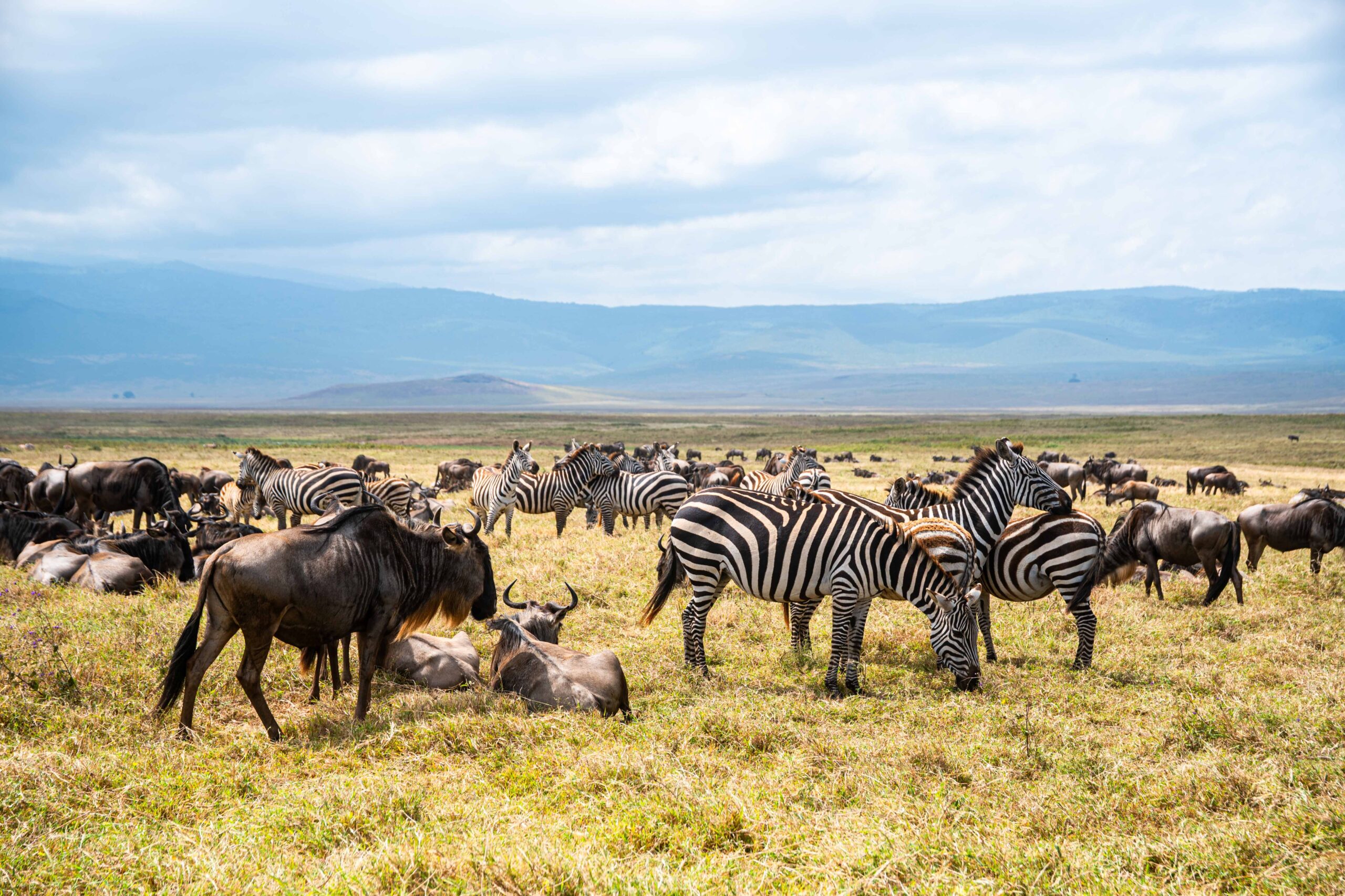 Safari-in-Tanzania-itinerario-perfetto boarding pass offline safari