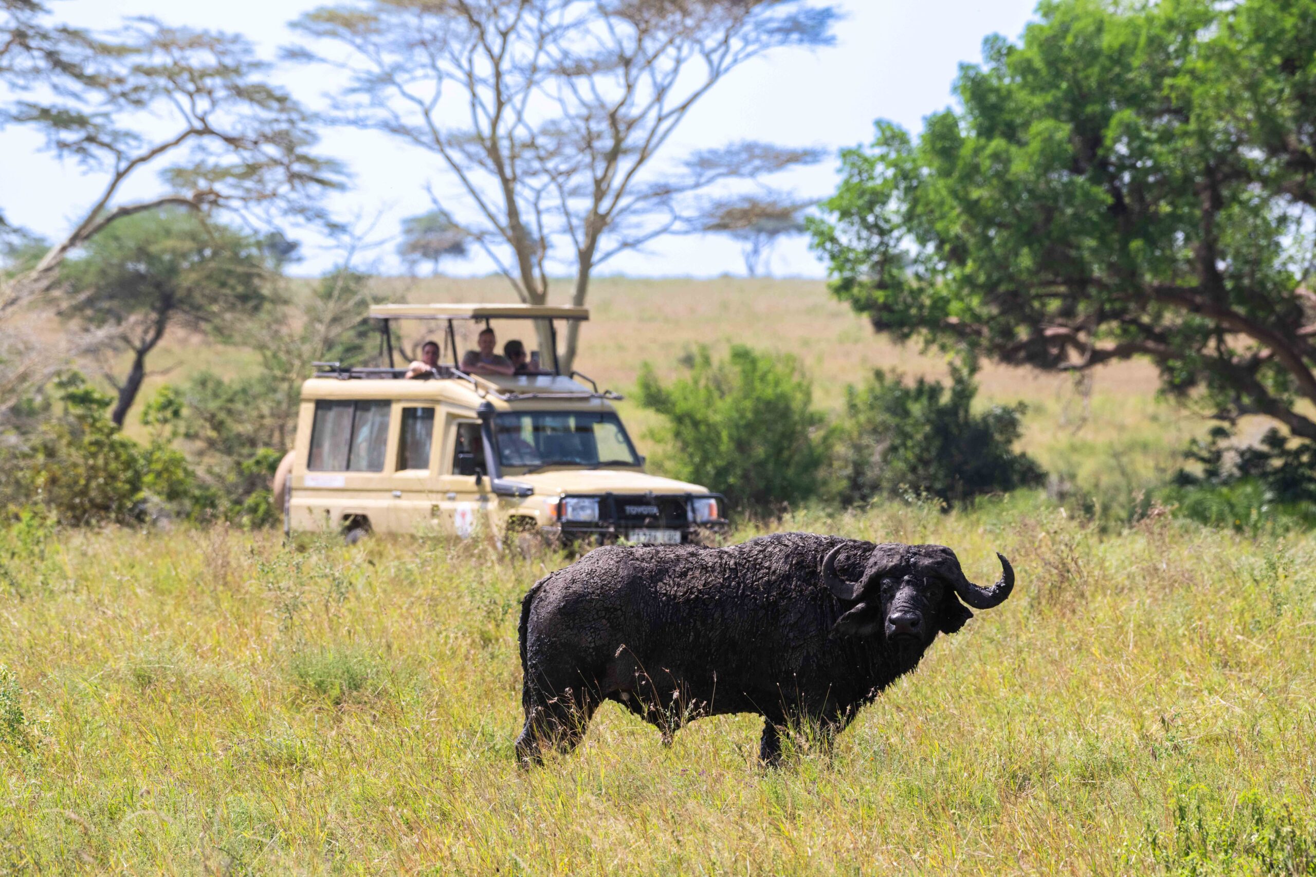 agenzia-locale-sfari-tanzania boarding pass offline safari