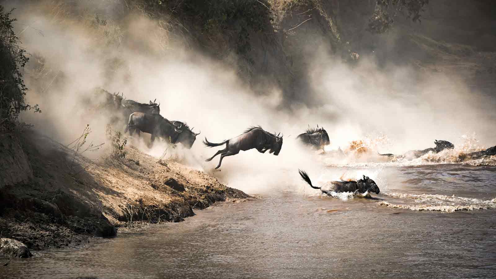 Guida safari Tanzania