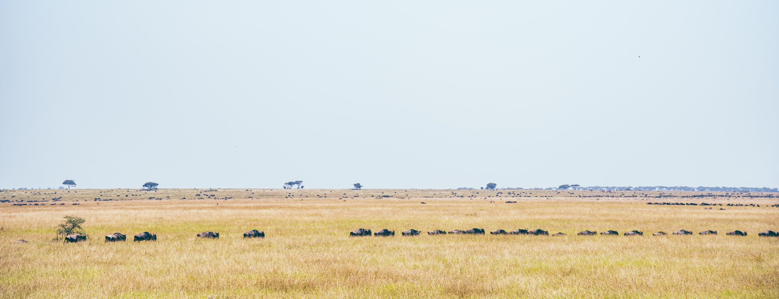 grande-migrazione-serengeti Viaggio in Tanzania