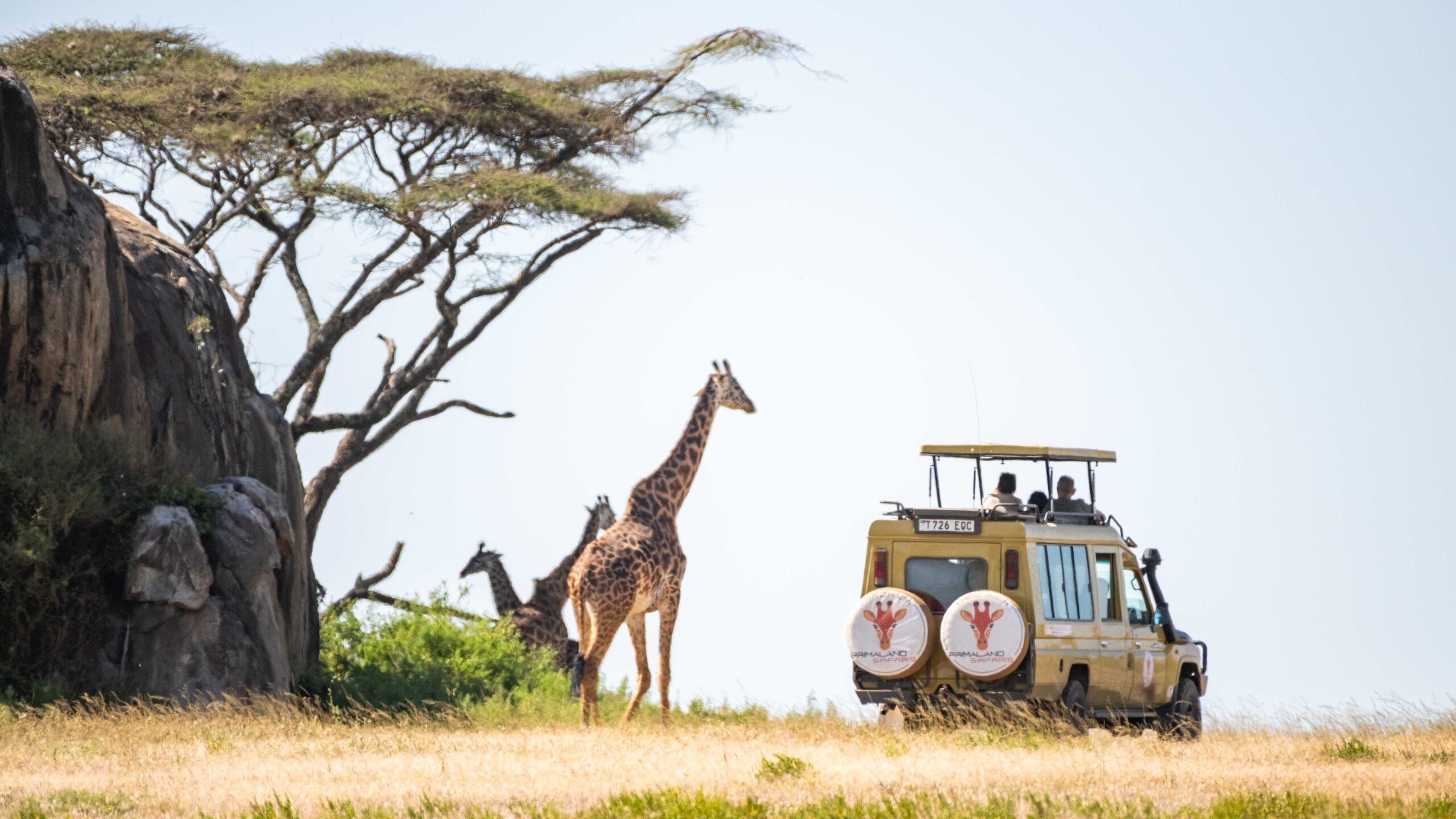 serengeti Viaggio in Tanzania
